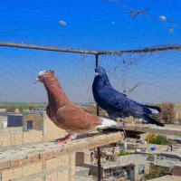 کفتر|پرنده|رباطکریم, الارد|دیوار