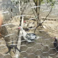 اردک خارجی نر|حیوانات مزرعه|زرگرشهر, |دیوار