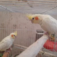 یک جفت عروس هلندی