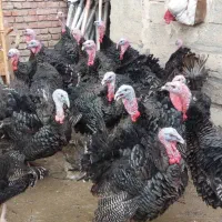 بوقلمون محلی|حیوانات مزرعه|خاو و میرآباد, |دیوار