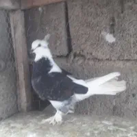 ماده شارده سیاه کاکل پاپر|پرنده|چمستان, |دیوار