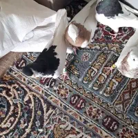 سلام خدمت دوستان گل|پرنده|شیراز, پادگان بعثت|دیوار