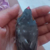 فنچ نر و ماده با قفس