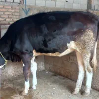 خرید و فروش گوساله