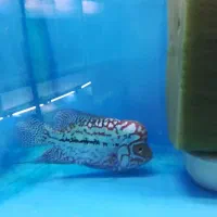 دو عدد فلاور کامفا گرید AA