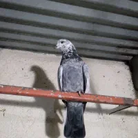 کبوتر پرشی تهرانی و اصفهانی