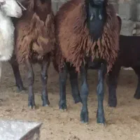 بره سوپر چاق نر و ماده