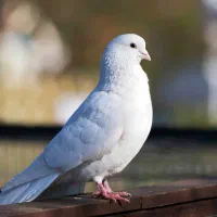 کبوتری پیدا شده تامین اجتماعی