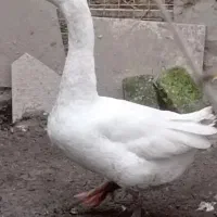 غو غاز اکراینی