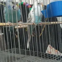 جفت مرغ عشق