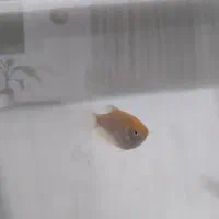 گورامی زرد  زیبا