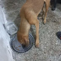 واگذاری رایگان|سگ|بندرعباس, |دیوار