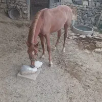 معاوضه‌ی کره اسب نریان با کره مادیون