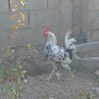 فروش سه عددخروس گلین