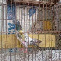 کبوتر پاکستانی اصیل نر
