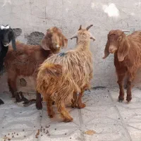 بزغاله ماده ۴راس قیمت همه باهم فقط