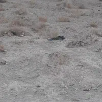 زمین خوشجا مناسب کارگاه.سوله خونه باغ .جلال اباد.|فروش زمین و ملک کلنگی|نجف‌آباد, جلال آباد|دیوار