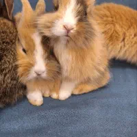 بچه خرگوش شیطون