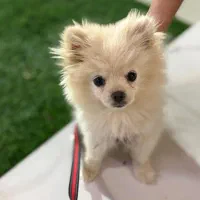 پامرانین روباهی به فروش میرسد