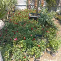 سمپاشی سوسک وساس سمپاش با ضمانت|خدمات باغبانی و درختکاری|تهران, سعادت‌آباد|دیوار