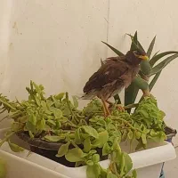 جوجه مینا بسیار باهوش (نرپاکستانی)|پرنده|شیراز, کوشک میدان|دیوار