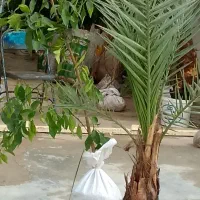 همه نوع گل و نهال درخت خرما