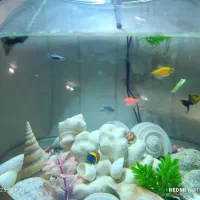 ماهی گوپی، مولی، کالر