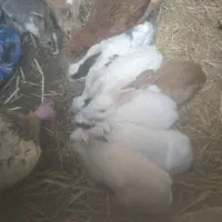 5عدد خرگوش بالغ ابست بفروش میرسد|موش و خرگوش|زهک, |دیوار