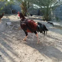 خروس فروشی|حیوانات مزرعه|میناب, |دیوار