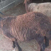 بره نر و  ماده گوسفندپرواری