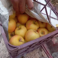 سیب زرد قرمز سبز