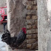 خروس چهل تاج