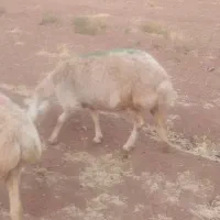 سلام نربز شیره دار..و میش تقلی مغانی|حیوانات مزرعه|تربت جام, میان جام|دیوار