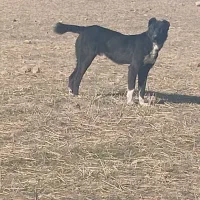 سگ سرابی دو رگه