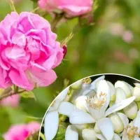 عرق بهارنارنج و گلاب