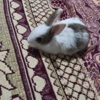 ۱۵۰هزارتومان