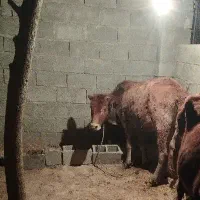 گاو ابستن|حیوانات مزرعه|جره و بالاده, |دیوار