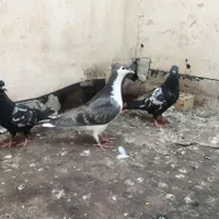 سینه ساده دم سفید|پرنده|تربت جام, شاد|دیوار