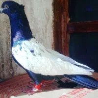 طوق سیاه و سینه سیاه