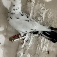 کفتر