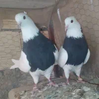 طوقی نقش وپرشی