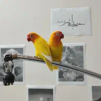 جفت طوطی کوتوله فیشر طلایی|پرنده|مشهد, شهید فرامرز عباسی|دیوار
