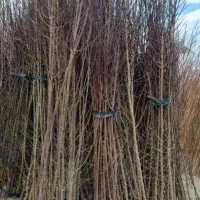 نهال آلوچه زرد آلو و۰۰