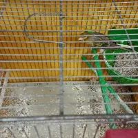 فنچ|پرنده|زنجان, |دیوار