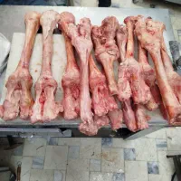 پاچه شتر کوهان شتر شحله دنبه بره