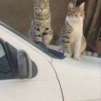 دوتا گربه نر 5ماهه