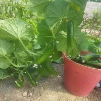فروش انواع میوه
