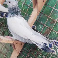 کفتر ماده سینه سربندی 3عدد|پرنده|شیراز, نیستان|دیوار