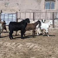 بزغاله نر جمع کردنی