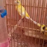 قناری ماده مست اماده